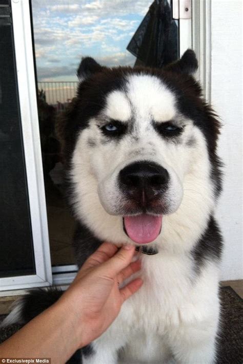 In 2 days it will fall off, for prevention it is advised to give antihistamine. Dogs stung by bees pose for cute pictures with swollen ...