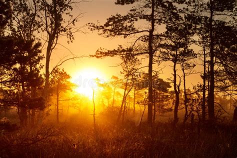 Foggy Sunrise In A Pine Forest Stock Photo Image Of Shining Outdoor