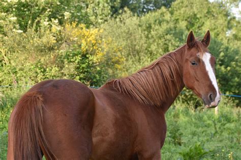 12 Most Popular Horse Colors • Horsezz