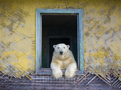 Village Polar Bears Win Nature Photographer Of The 12 Months 2022 Award