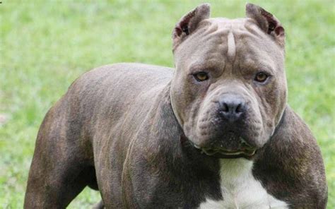 Facts About Blue Nose Pitbull You Should Know Pitbull Breed