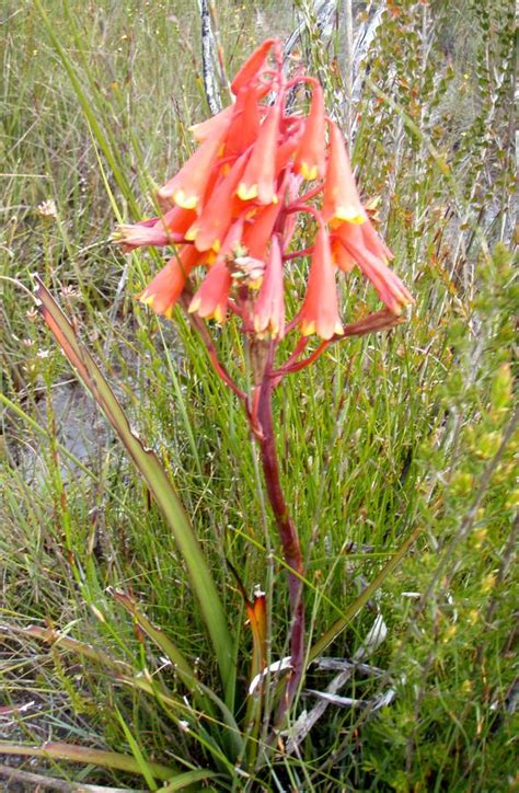 Fileblandfordia Punicea Arthur Plains Tasmania Handwiki
