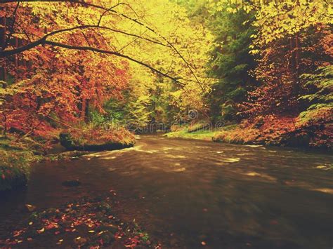 Autumn Colorful Forest Above Mountain River Water Under