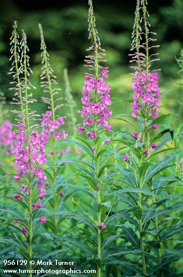 Chamerion Angustifolium Fireweed Wildflowers Of The Pacific