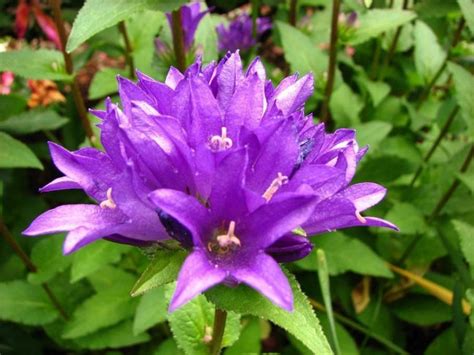 Id Of Purple Cluster Bloom Flower In Our Yard Flowers Forums
