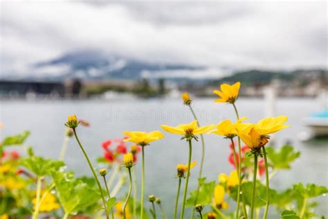 Yellow Flowers On The Background Of Mountains And Lake Stock Photo