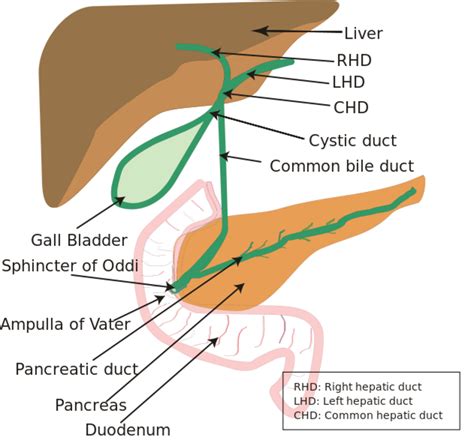 Gallbladder Problems Gallstones Hubpages