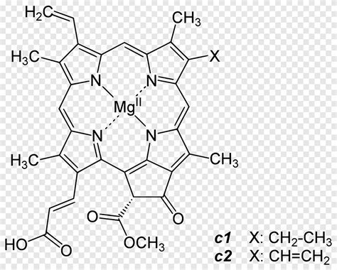 Хлорофилл а Хлорофилл b синтез Протохлорофиллид Хлорофилл А угол