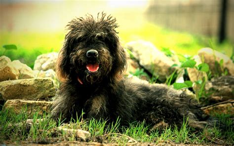 Barbet Dog Shaggy Dog Forest Dogs Puppy Cute Animals Black Barbet