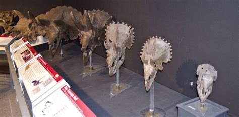 Triceratops Paleontology World