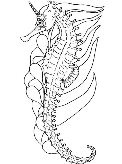 Seahorse Adult Coloring Pages - Coloring Home