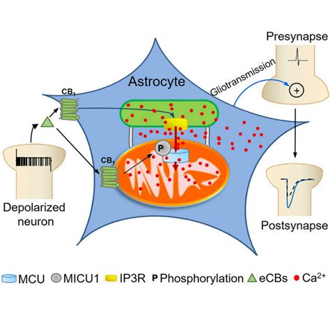 Astroglial Er Mitochondria Calcium Transfer Mediates Endocannabinoid