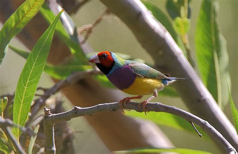 Richard Warings Birds Of Australia Finches Finches Finches And