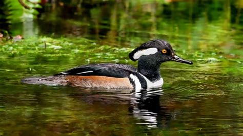 Hooded Merganser Identification And Behaviors Know Your Chickens