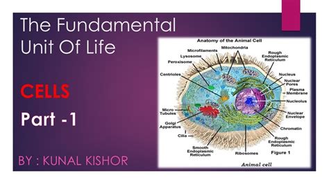 The Fundamental Unit Of Life Cell Part 1 Biology By Kunal Kishor
