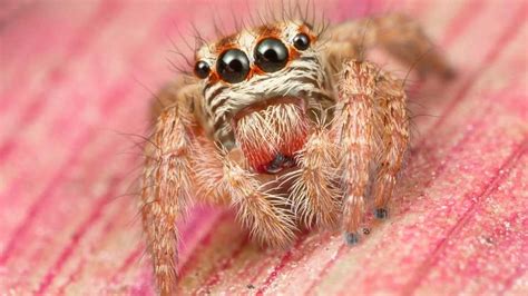 15 Common Arizona Spiders