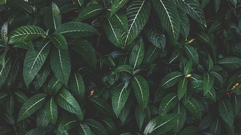 Tropical Leaves 4k Wallpapers Wallpaper Cave