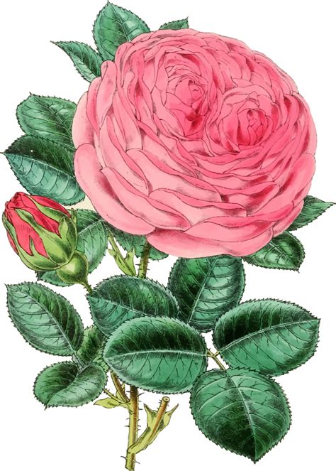 Vintage Rose Illustration 2 Rose Illustration Illustration
