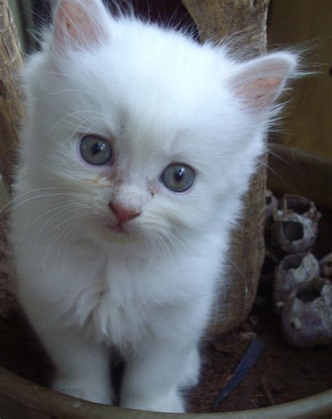 Filemumbai Doll Faced Persian Kitten6 Weeks Old Wikimedia Commons