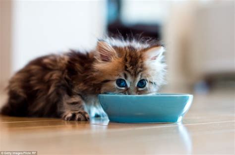 is this the world s cutest kitten daisy becomes an internet sensation after heartwarming