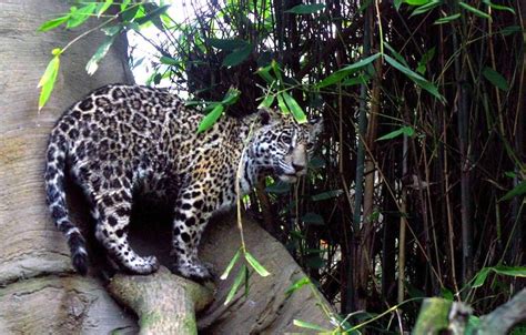 Jaguar Otra Especie En Peligro De Extinción
