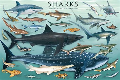 Top 10 Shark Species Poster Home Previews