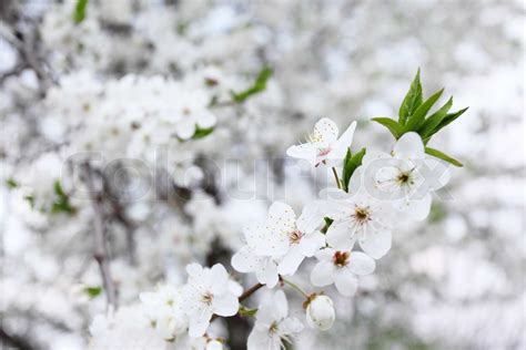 Blossoming Tree With White Flowers In Spring Stock Image Colourbox