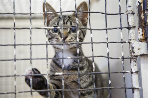According to dr quaza, more than 400 the new act will be implemented widely in peninsular malaysia and labuan. Finally! Animal Welfare Act To Be Enforced From 2017 ...