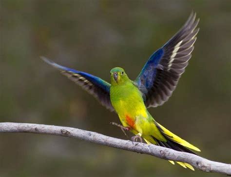 7 Rarest Birds In The World Palitka
