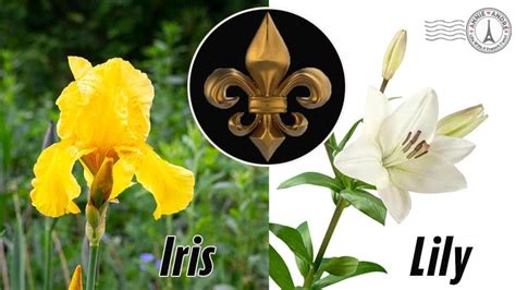 Fleur De Lis The National Flower Of France Isnt What You Think It