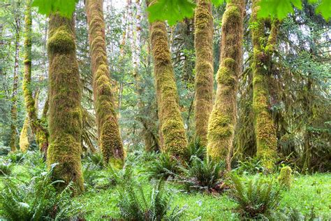 12 Temperate Rainforests Around The World