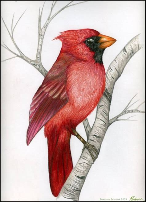 Northern Cardinal By Winternacht On Deviantart Cardinal Birds Art