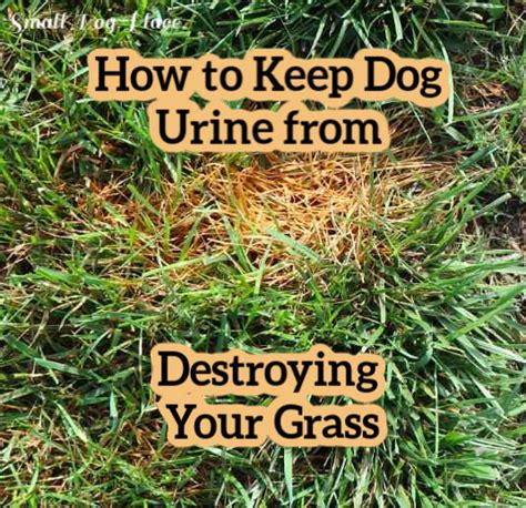 How To Remove Dog Urine Damage From Your Lawn