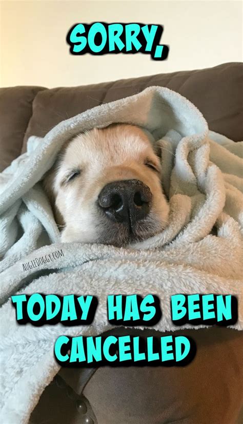 Sorry Today Has Been Cancelled Quote Sleeping Happy Dogs Cute