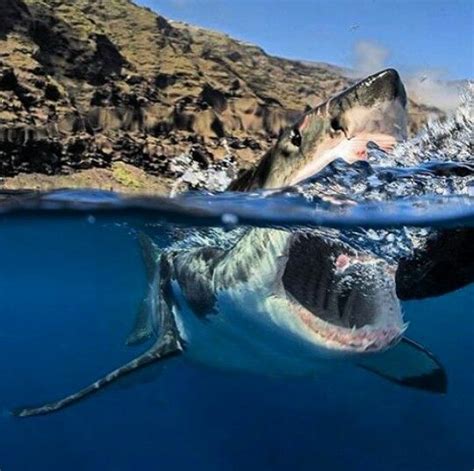 The Great White Shark An Amazing Above And Below Shot The Great White