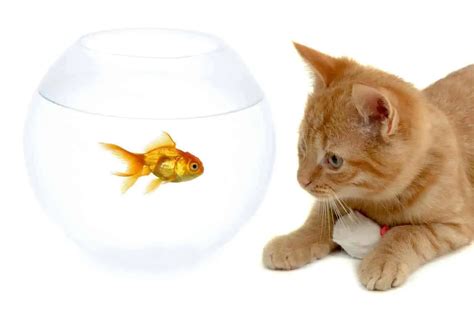 Why Do Cats Like Fish Know The Reasons