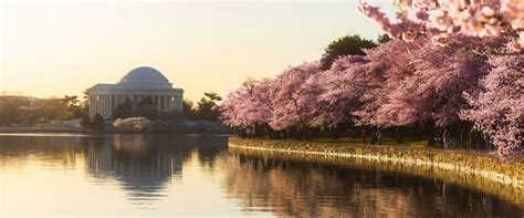 Guide To The National Cherry Blossom Festival In Washington Dc