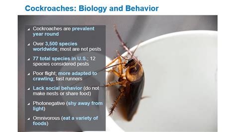 Ecolab Cockroach Webinar Recording August 24 2017 Youtube
