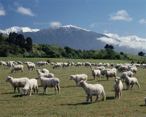 当アカウントでは開発中のゲームの最新情報をお知らせします。 ※ 当アカウントは株式会社アニプレックスが運営しています。 ます。 新ビジュアルは全8種ございます。 ※ 草原の羊の群れ ニュージーランド01465000733｜ 写真素材 ...
