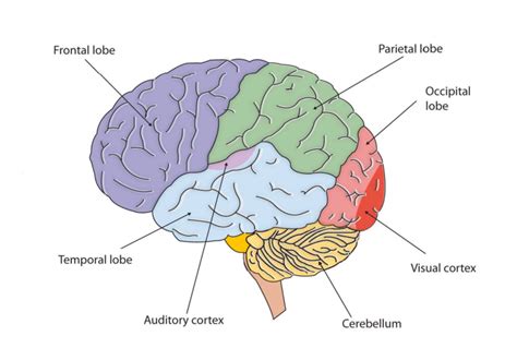 psychology s foundational concepts mind map