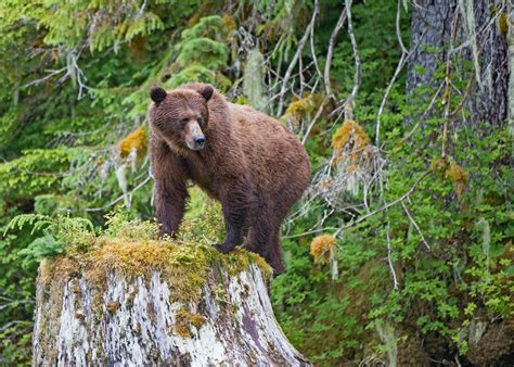 White Stump Bear