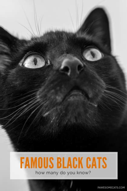 Famous Black Cats