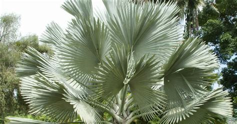 The Silver Bismarck Palm Tree A Cold Hardy Giant