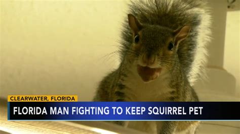 Is it legal to have a squirrel as a pet? Florida man fighting to keep pet squirrel | 6abc.com