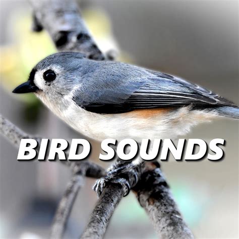 Bird Sounds - Chirping Birds | iHeartRadio