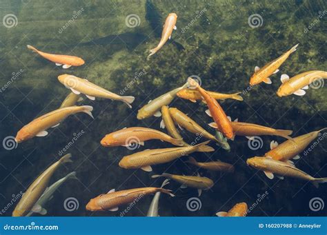 Swimming White Black And Golden Carps In The Pond Stock Photo Image