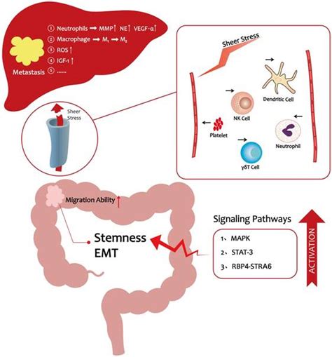 In rare cases, breast cancer does spread to the colon. A comprehensive look at the role of hyperlipidemia in ...