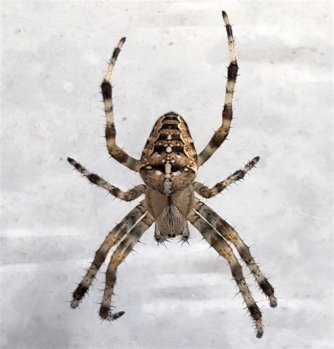 Minnesota Seasons Cross Orbweaver