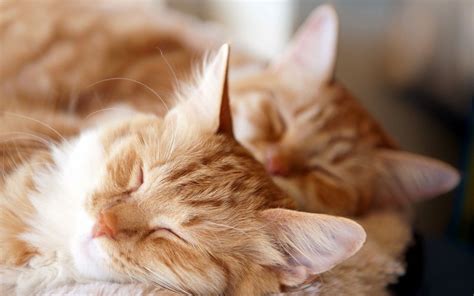 Birbirinden Güzel Farklı Kedi Resimleri Cute Cats Cute Baby Cats Cats