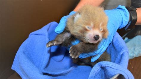 Red Panda Cub Born At Buttonwood Park Zoo